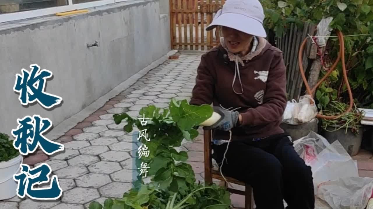 气温越降越低，园子种的萝卜冻了就不好储存了，今天全拔！