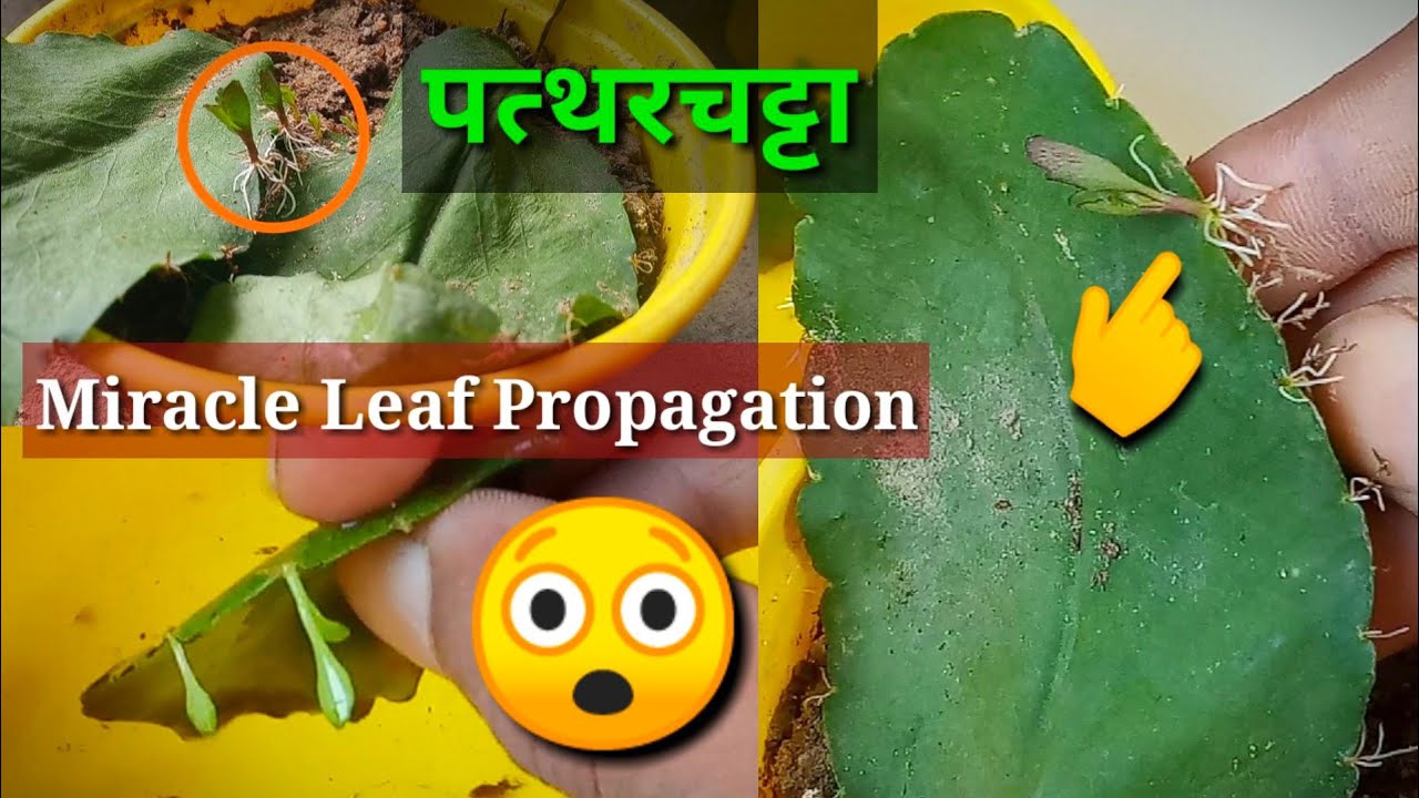 How To Propagate Patharchatta / Bryophyllum From Leaves