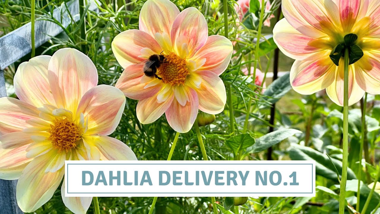 Large Dahlia Haul! How & Why I Pot Up My Tubers // Cottoverdi