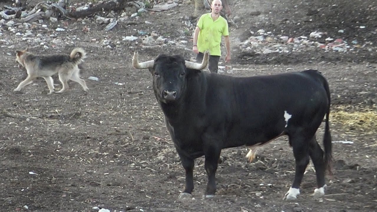El Toro Bravo de Ganadería Hnos.  Martín Alonso LOS CHULAS Su Historia y Procedencia