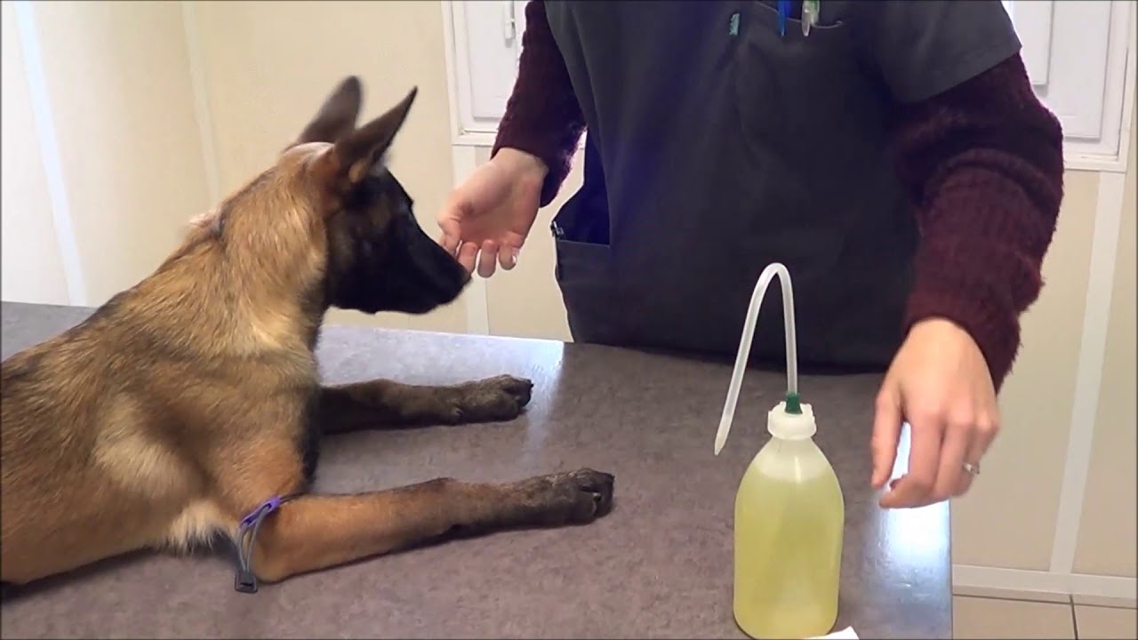 Apprentissage de la prise de sang patte