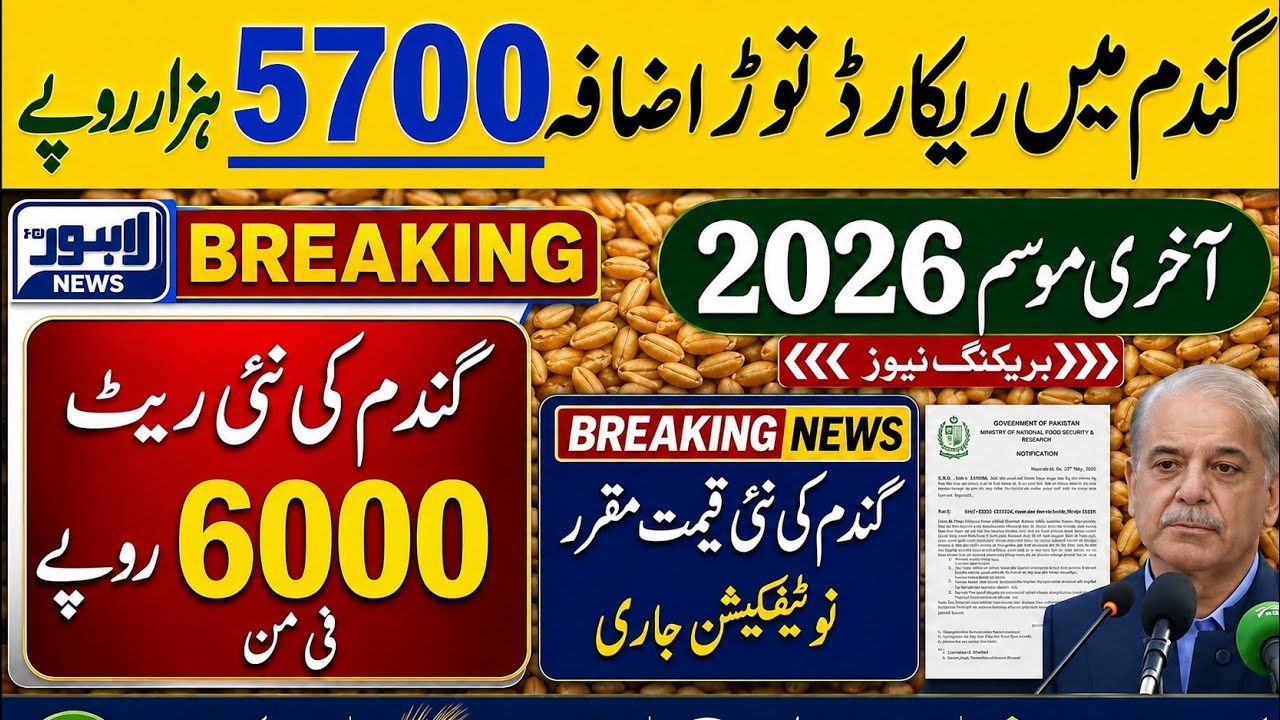 Today Wheat price in punjab//گندم کا ریٹ2026/munji makki till sarso/Galla mandi rate today 2026