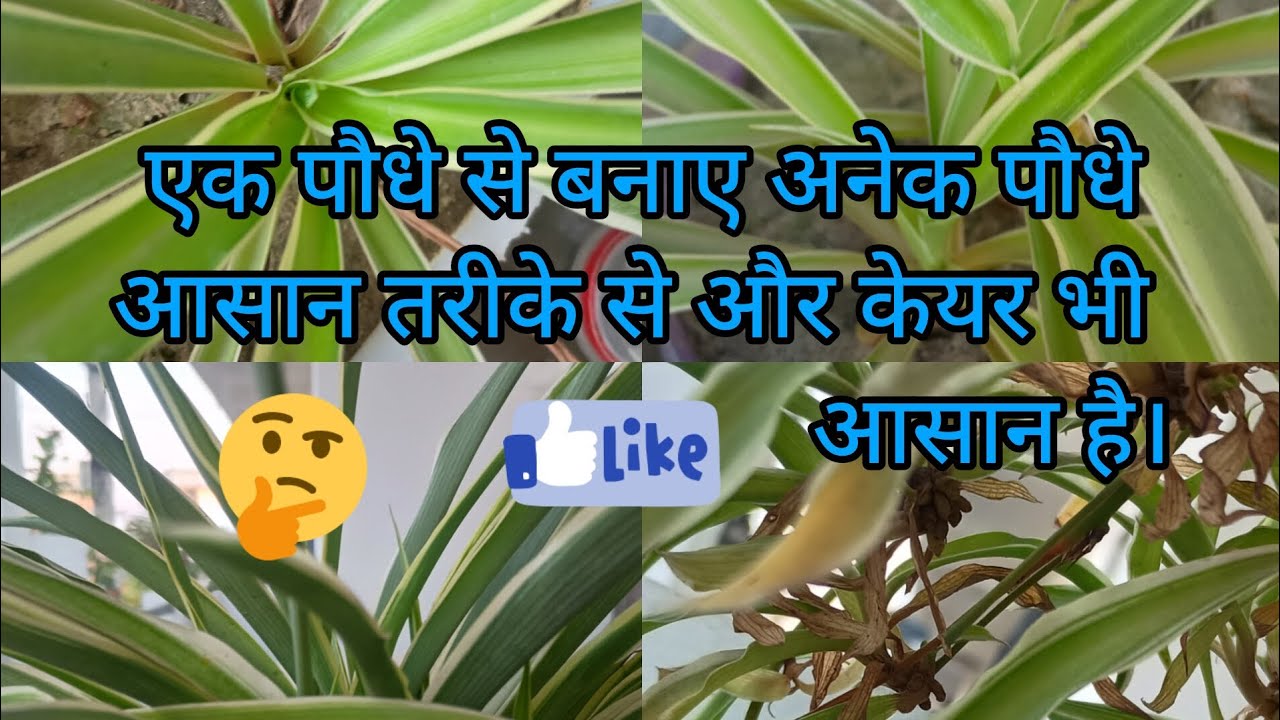 एक पौधे से बनाए अनेक पौधे आसान तरीके से।
