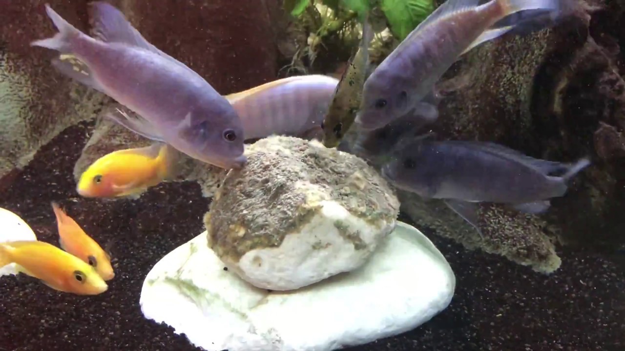 Malawisee Cichliden: #2017 Bananenpüree für unsere Malawis! Malawi Mbuna Cichlid