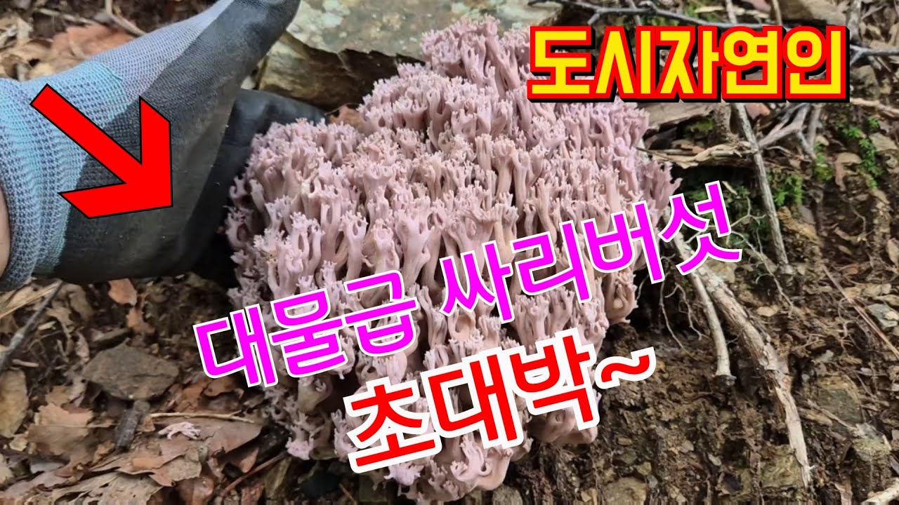 2025년8월29일 능이버섯 탐색 산행중 만난 대물급 보라싸리버섯  초 대박 ~👍 😍 