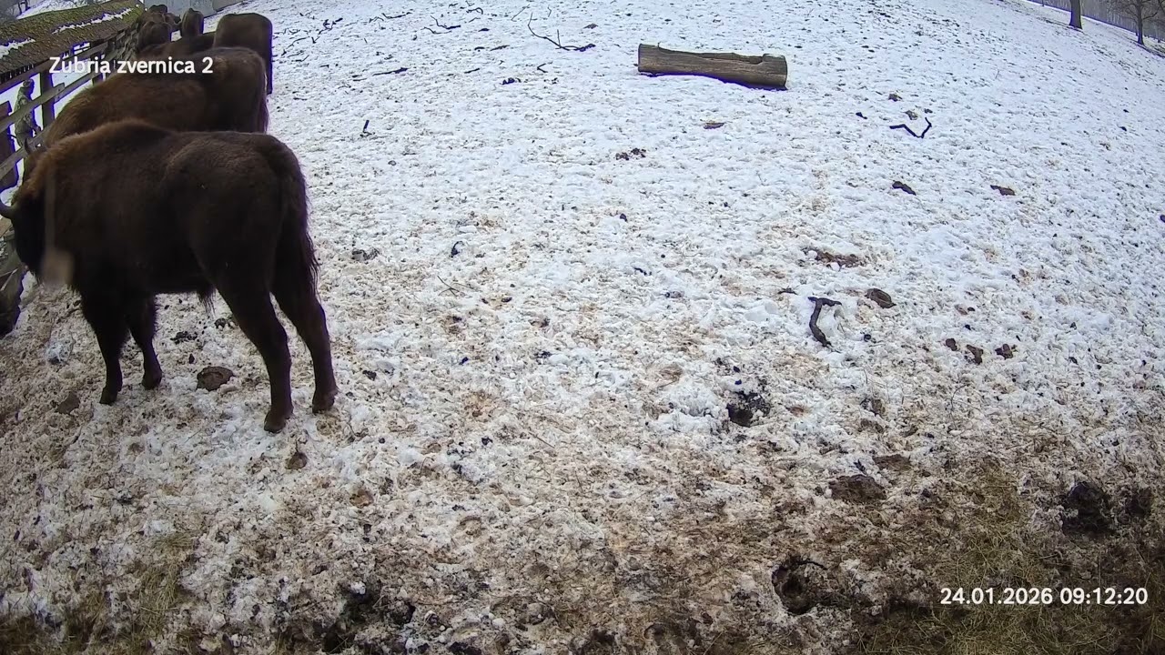 Zubria zvernica (cam213) 24.01.2026 o 09:15