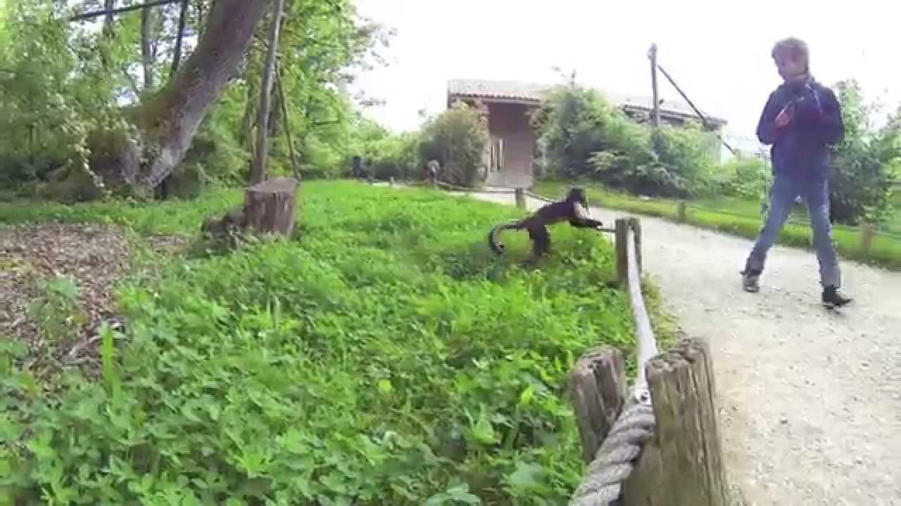 La vallée des singes