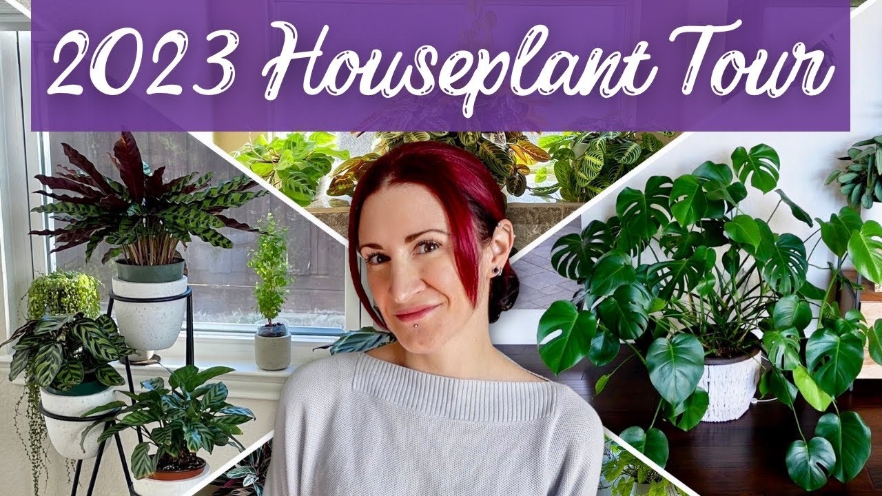 New Year, New FULL Plant Tour! | Let's Check In On Every Houseplant In My Collection!