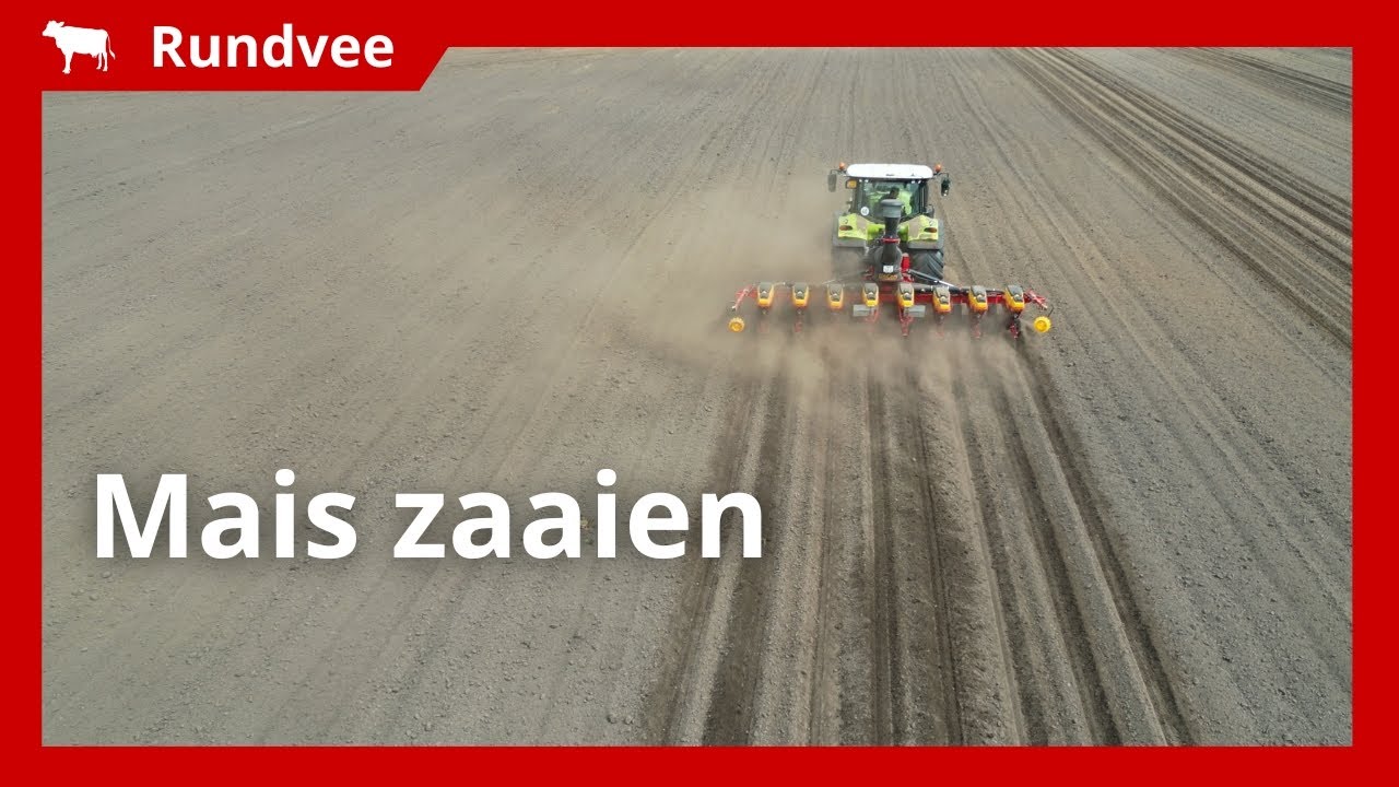 Mais zaaien onder droge omstandigheden