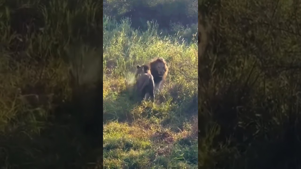 When Kings Go to War: African Male Lions Clash! 🦁 #lion #lionking #dominance