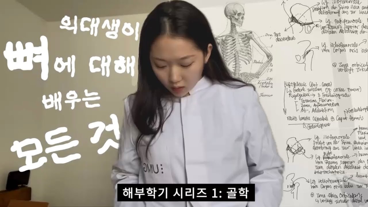 골학 공부 200시간 째, 어느 순간 지나가는 사람이 해골로 보이기 시작했다. 해부학기 첫번째 시험기간