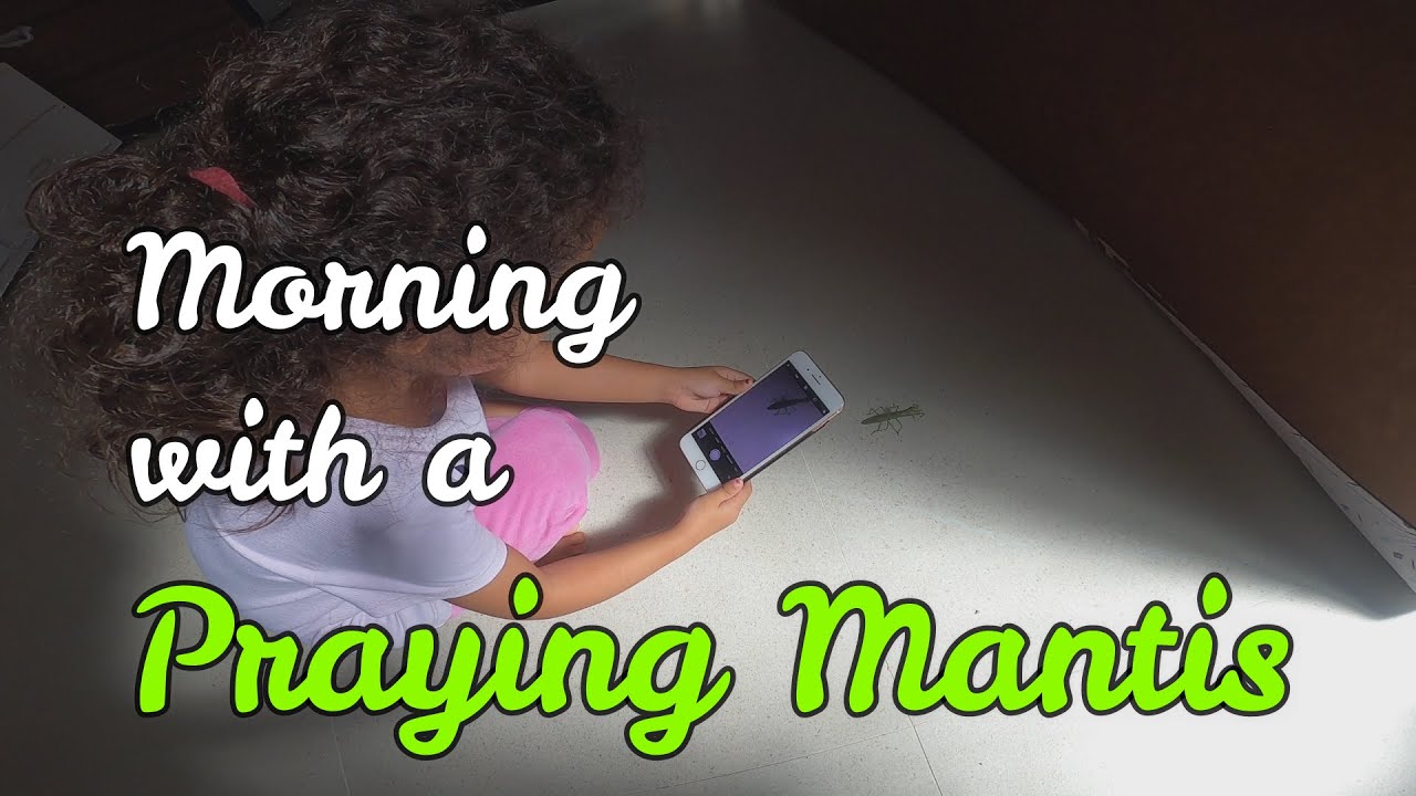Morning with a Praying Mantis | Homeschool Daddy