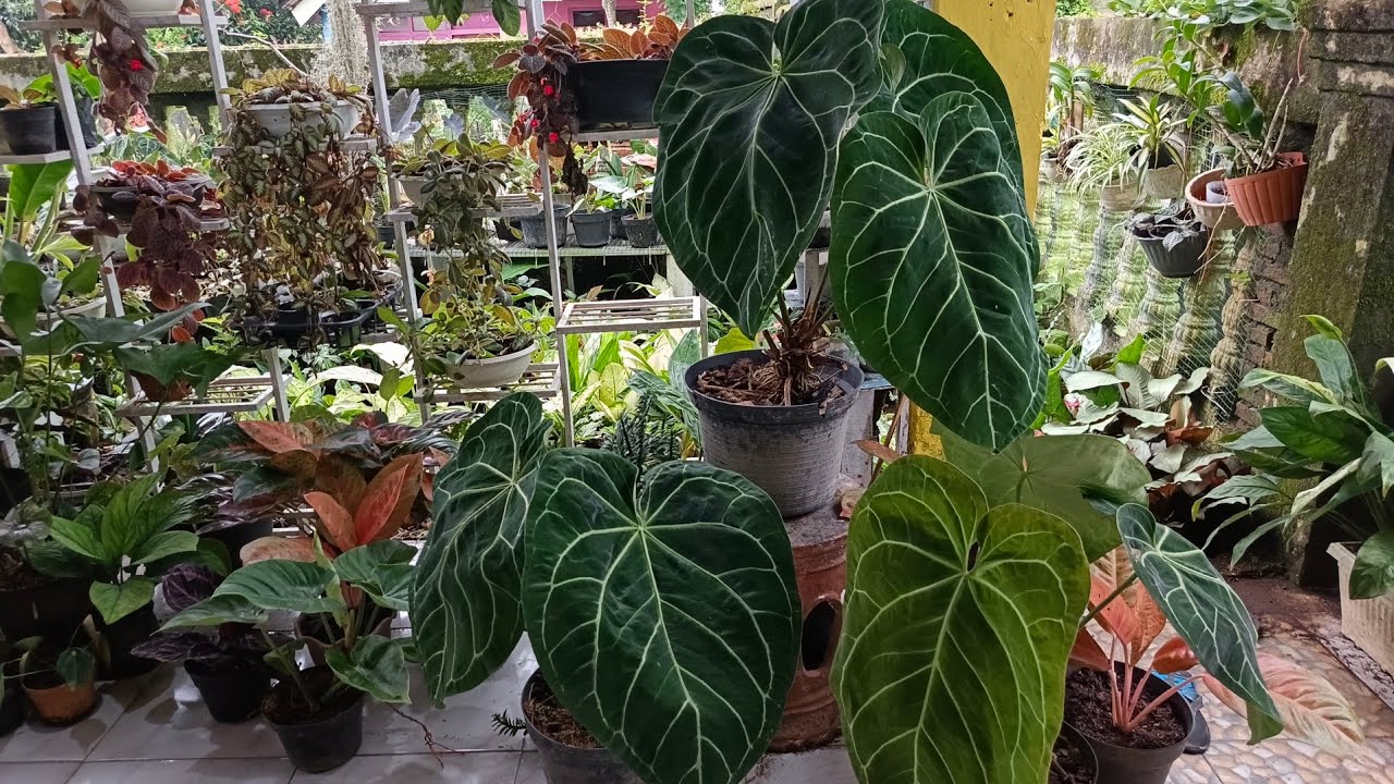 Kangen jaulan pokok e selalu terlanjur laris😁