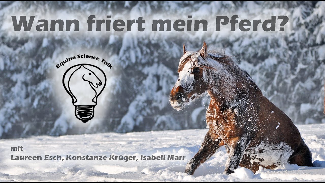 Wann friert mein Pferd?