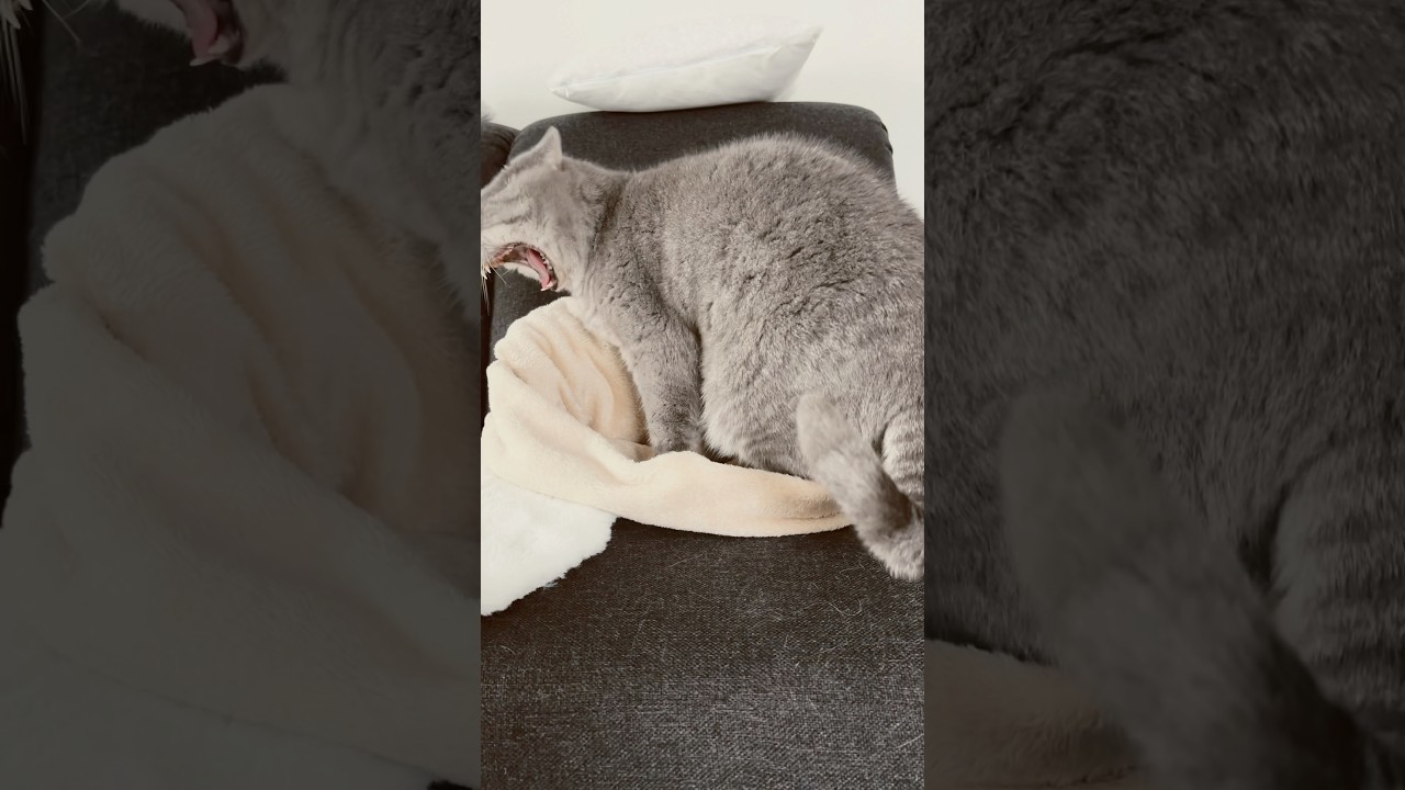 Каждому своё 🐾🐈&zwj;⬛🐈❤️ #cat #chorts #котикиМишаиЛео#cutecat #funnycat #cozy