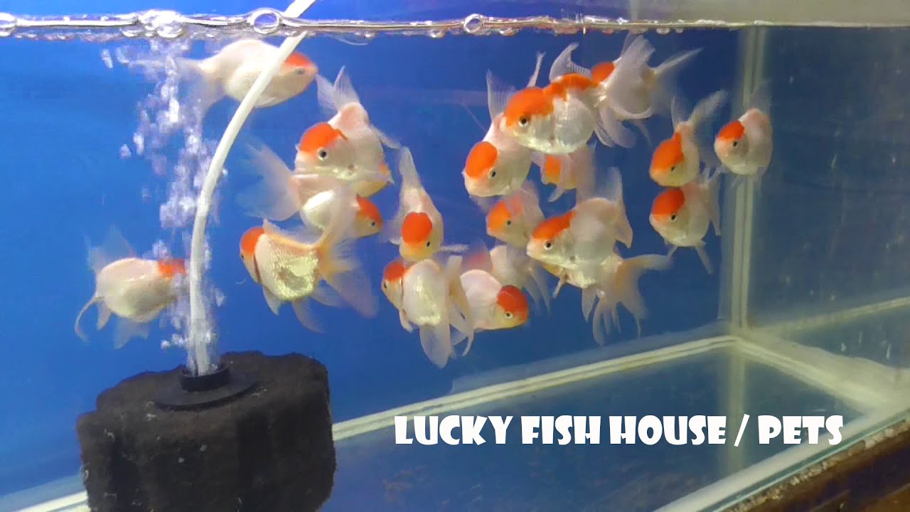 Lucky Fish House & Pets Solapur | 🇮🇳