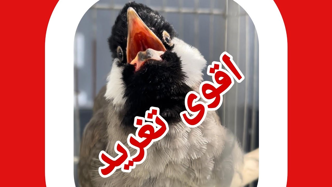 اقوى تغريد لغات ثقيلة وقوية صوت صافي لتعليم وتلقين البلابل