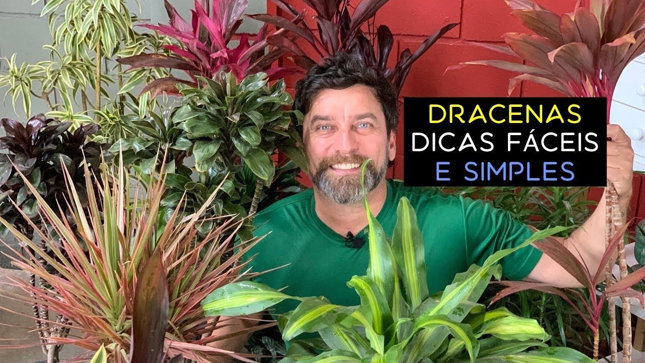 Dracenas Dicas Fáceis e Simples