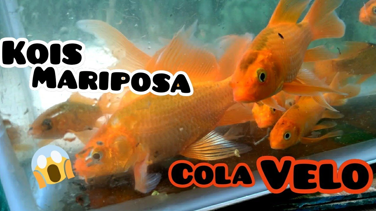 Impresionantes Carpas koi cola Velo | desarrollo
