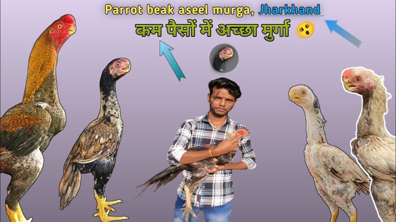 कम पैसों में अच्छा Parrot beak aseel मुर्गा 🫨 || 9123298878