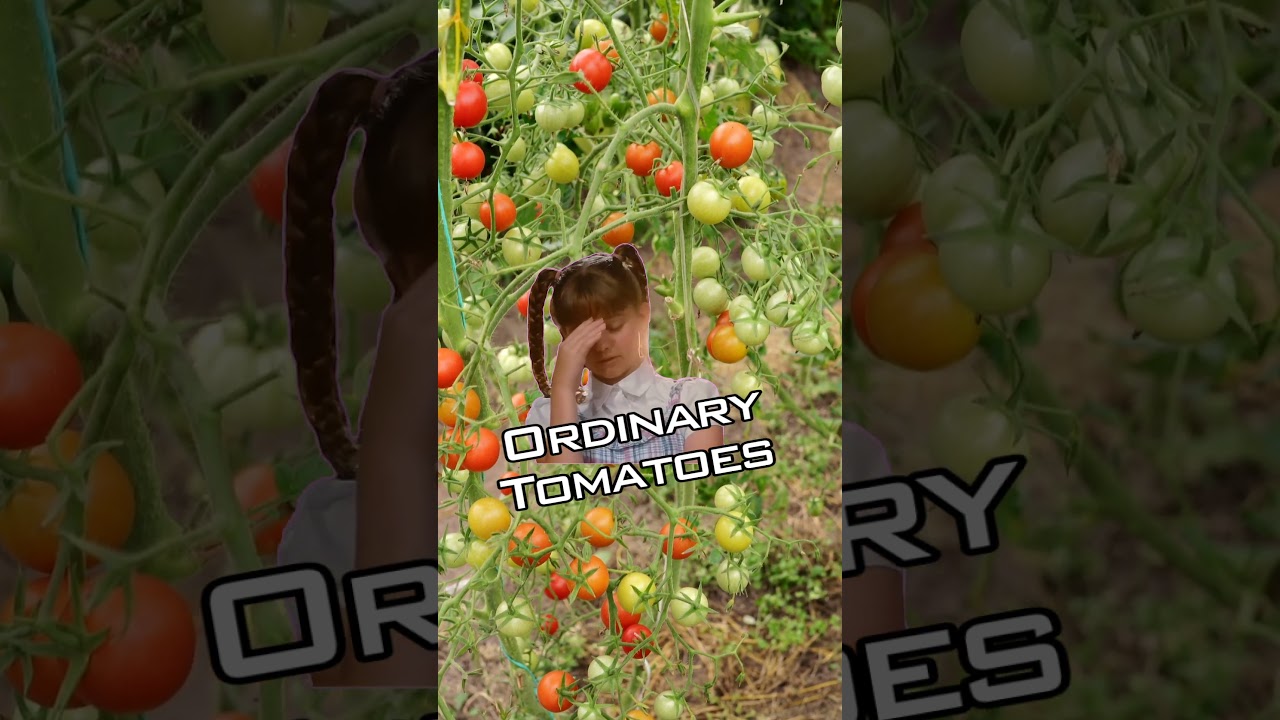 Tomato lovers will understand!