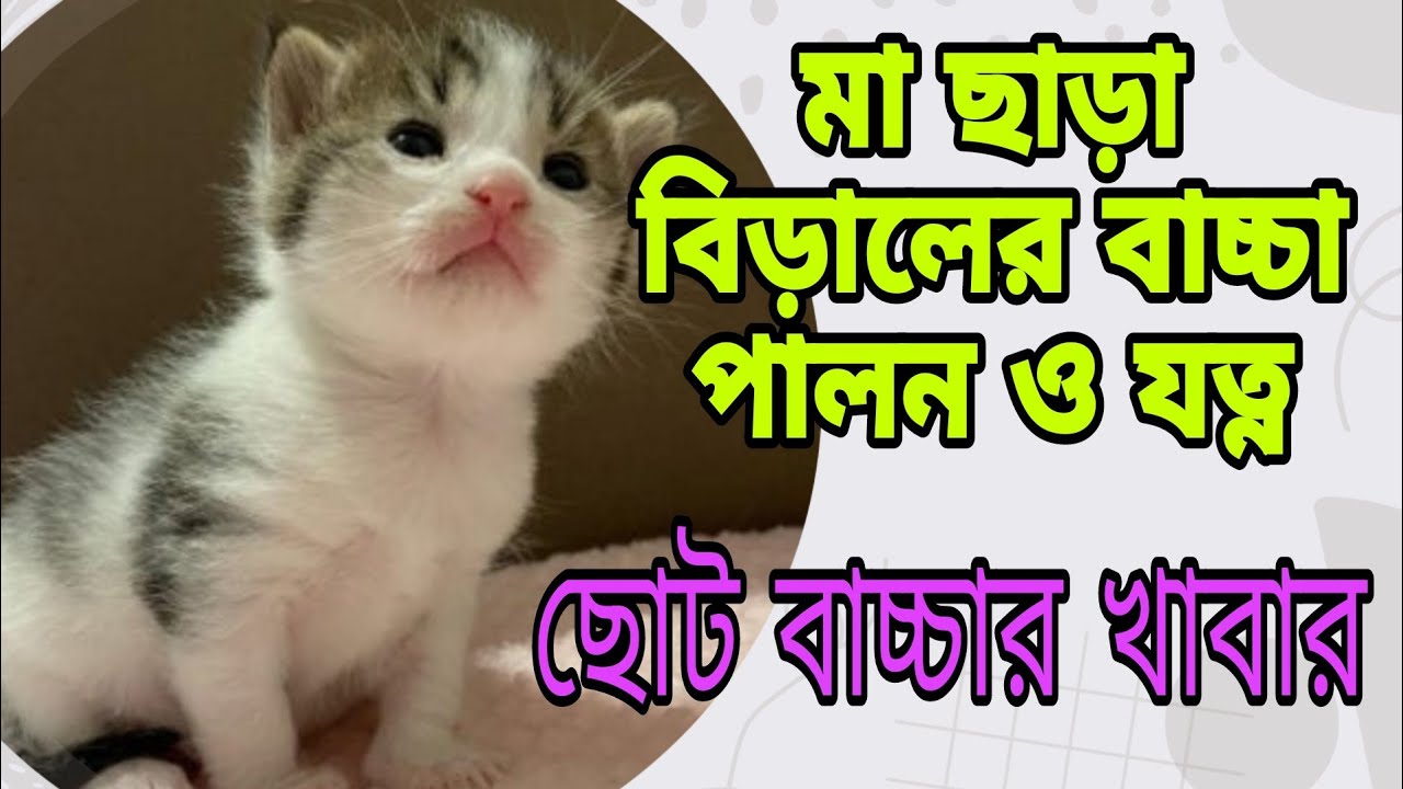 বাচ্চা বিড়াল পালনের নিয়ম ||বাচ্চা বিড়ালের খাদ্য ও যত্ন || মা ছাড়া বাচ্চা পালন পদ্ধতি  ||