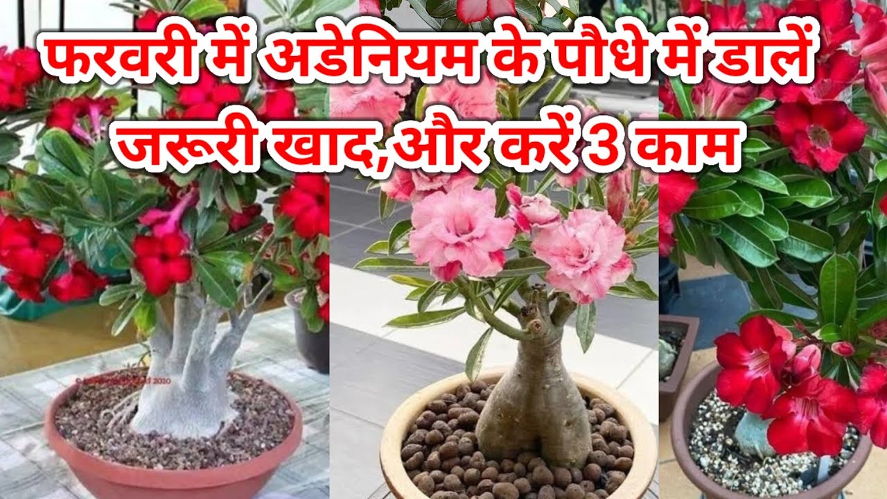 फरवरी में आयेंगे इतने फूल कि पड़ोसी भी मांगेंगे February Care Of Adenium.Desert Rose Care #Adenium