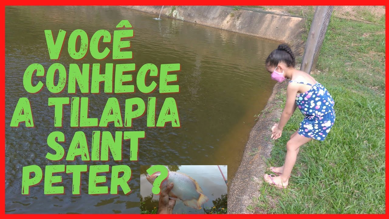 A TILAPIA mais COBI&Ccedil;ADA do Mundo( Tilapia Saint Peter,Tilapia Vermelha )