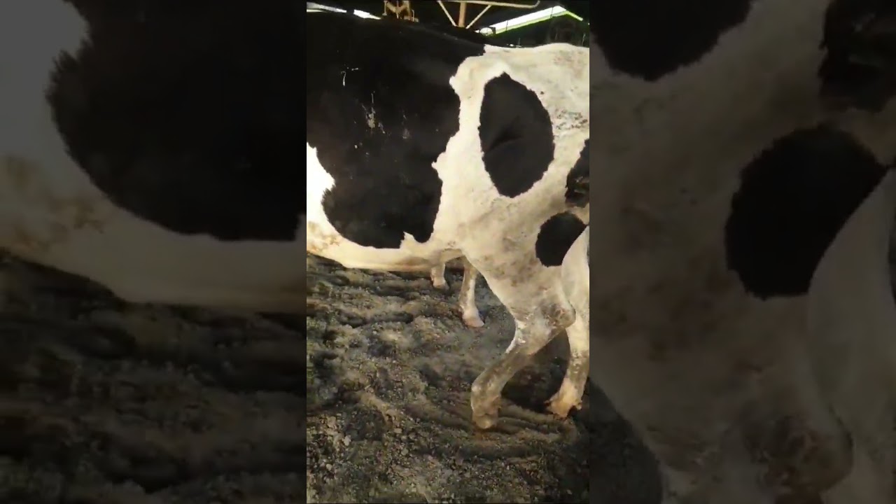 Severe lameness in dairy cow | #animal #cow #health #lameness #shorts @khawaja53