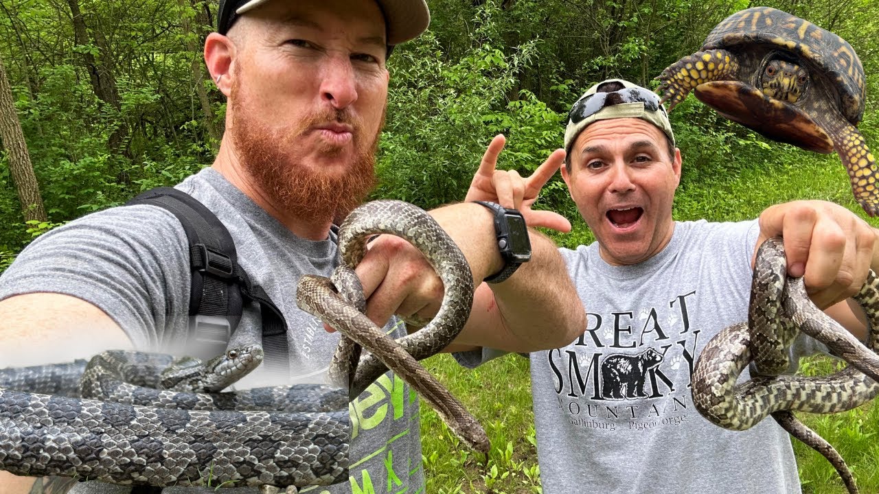 Day of Prairie King snakes. Herping and flipping in Central Illinois.