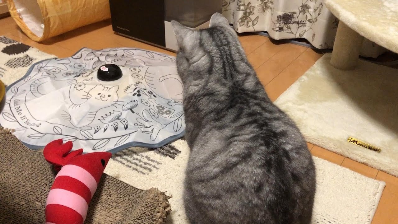 初見の自動おもちゃに警戒心MAXな猫がかわいすぎた 