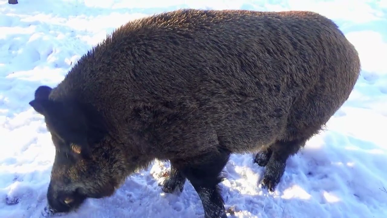Кабаны пришли в деревню на Селигере.