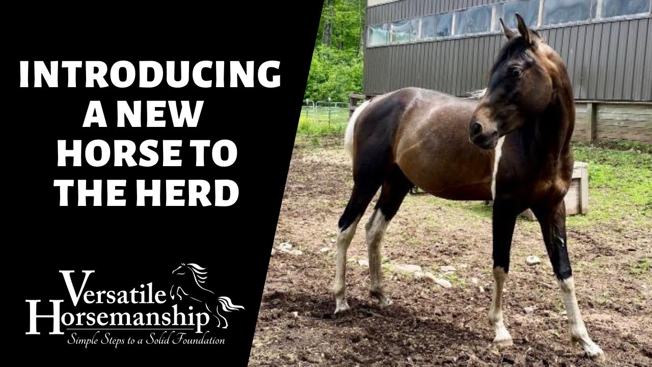 INTRODUCING A NEW HORSE TO THE HERD // Versatile Horsemanship