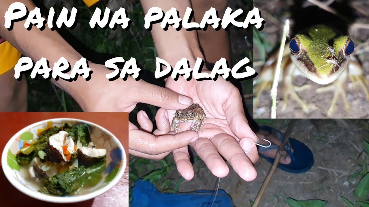 Part 2 ng panghuhuli ng dalag gamit ang palaka | Buhay probinsya