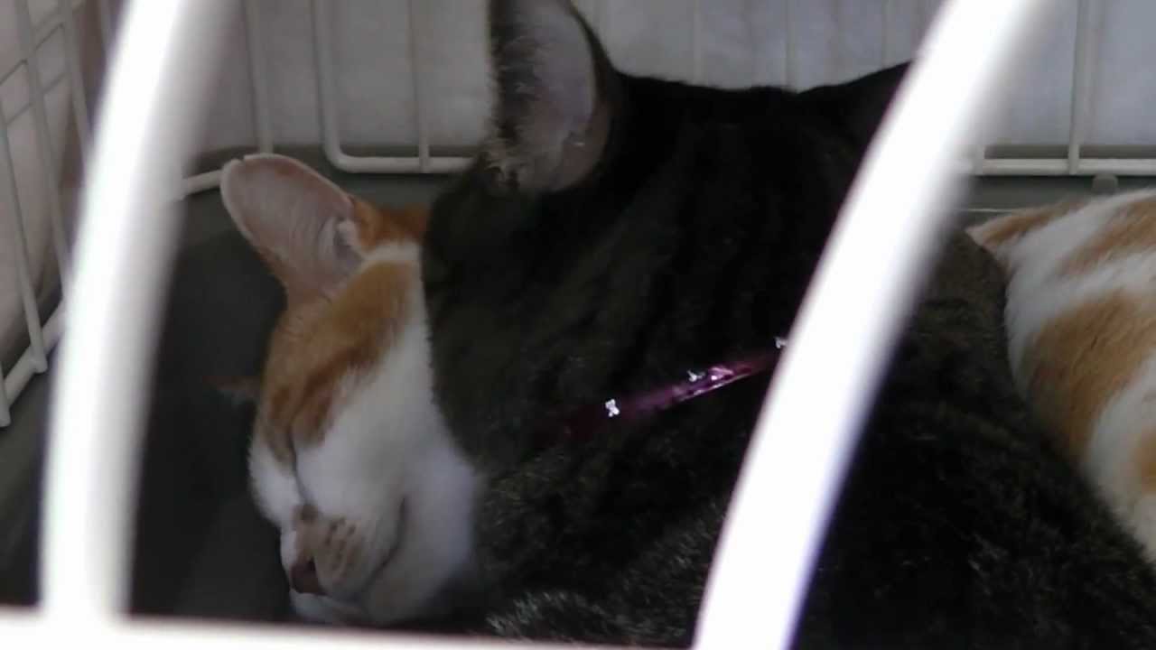 ポワルちゃんとなつくん &larr;お家が決まりました