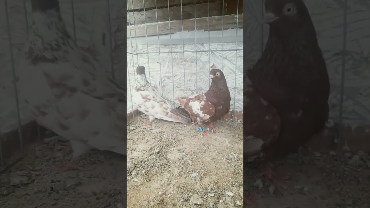 Pairing Up Red Mottle Portuguese Tumbler Pigeons