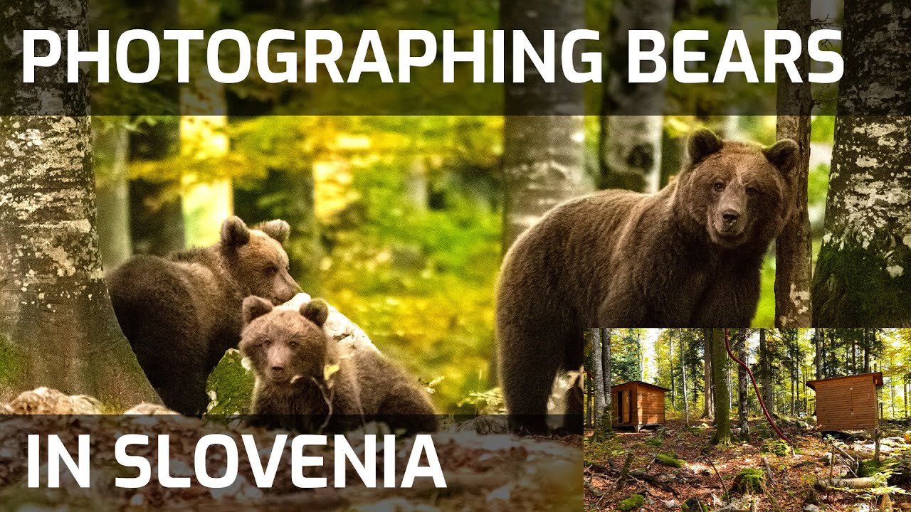 Photographing bears in Slovenia again with Slovenian Bears