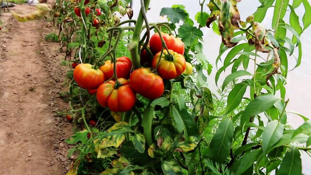 200kg de tomates sur 24 m²: 61kg récolté le 19-07-2018