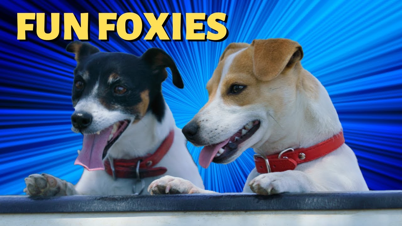 Digby the Fox Terrier X Jack Russell & Barnaby the Fox Terrier X Chihuahua  - Told by Georgie
