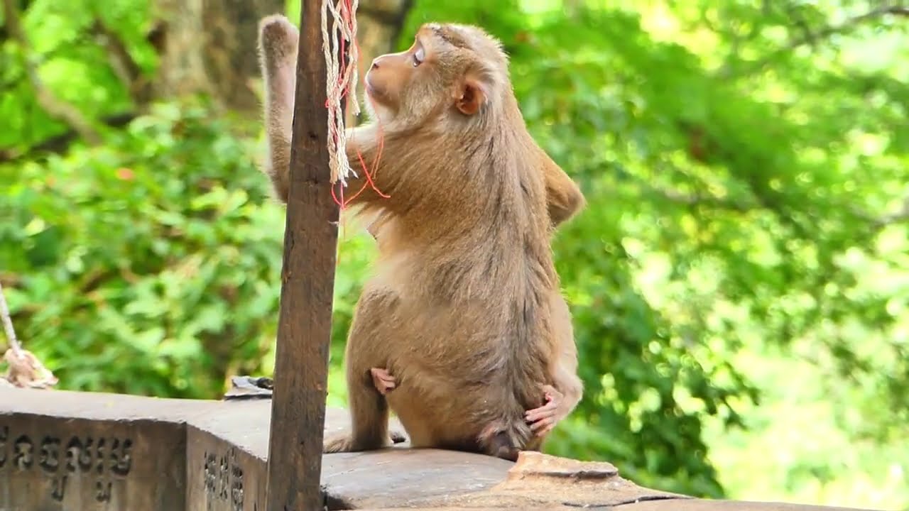Baby Monkey Leo Cries for Mom&rsquo;s Love and Care