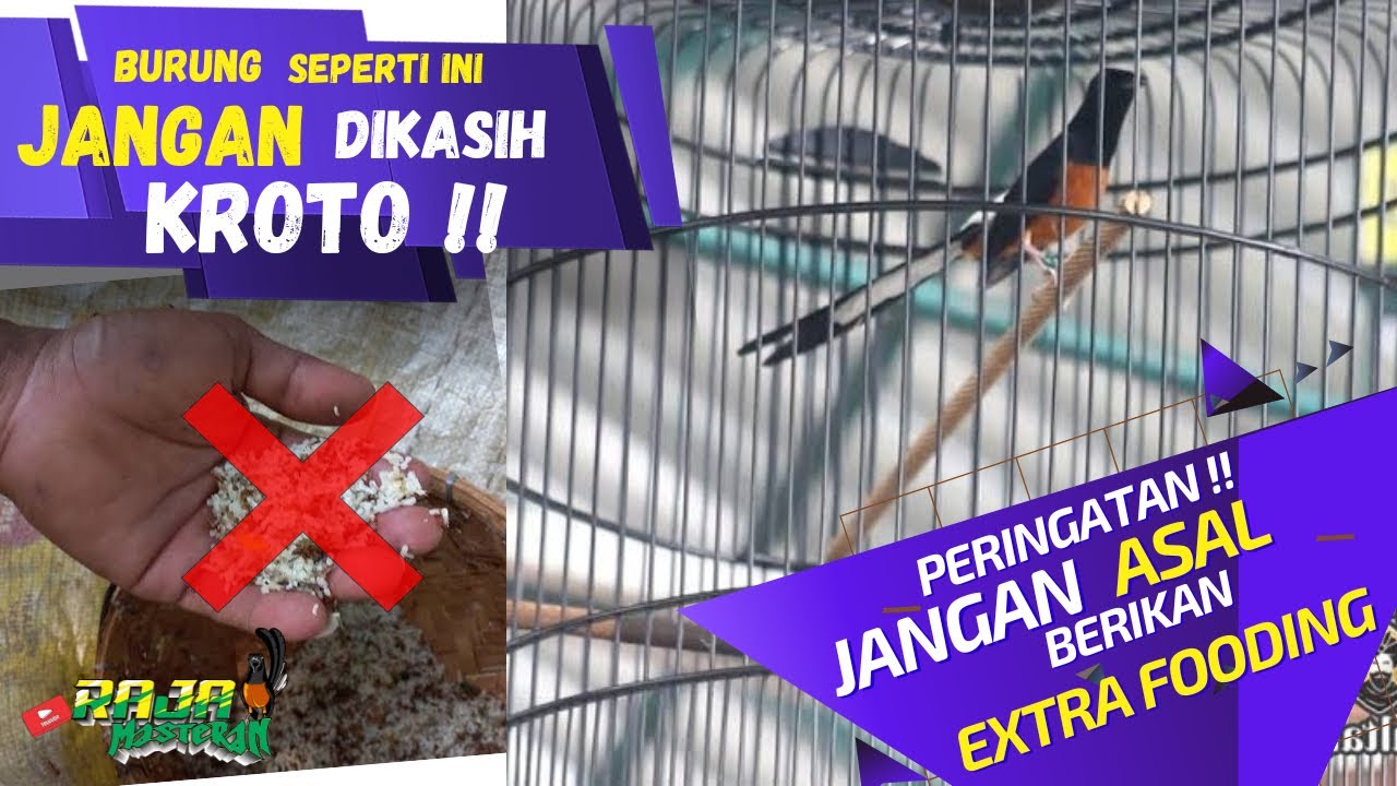 Manfaat kroto dan efek negatif untuk Murai Batu