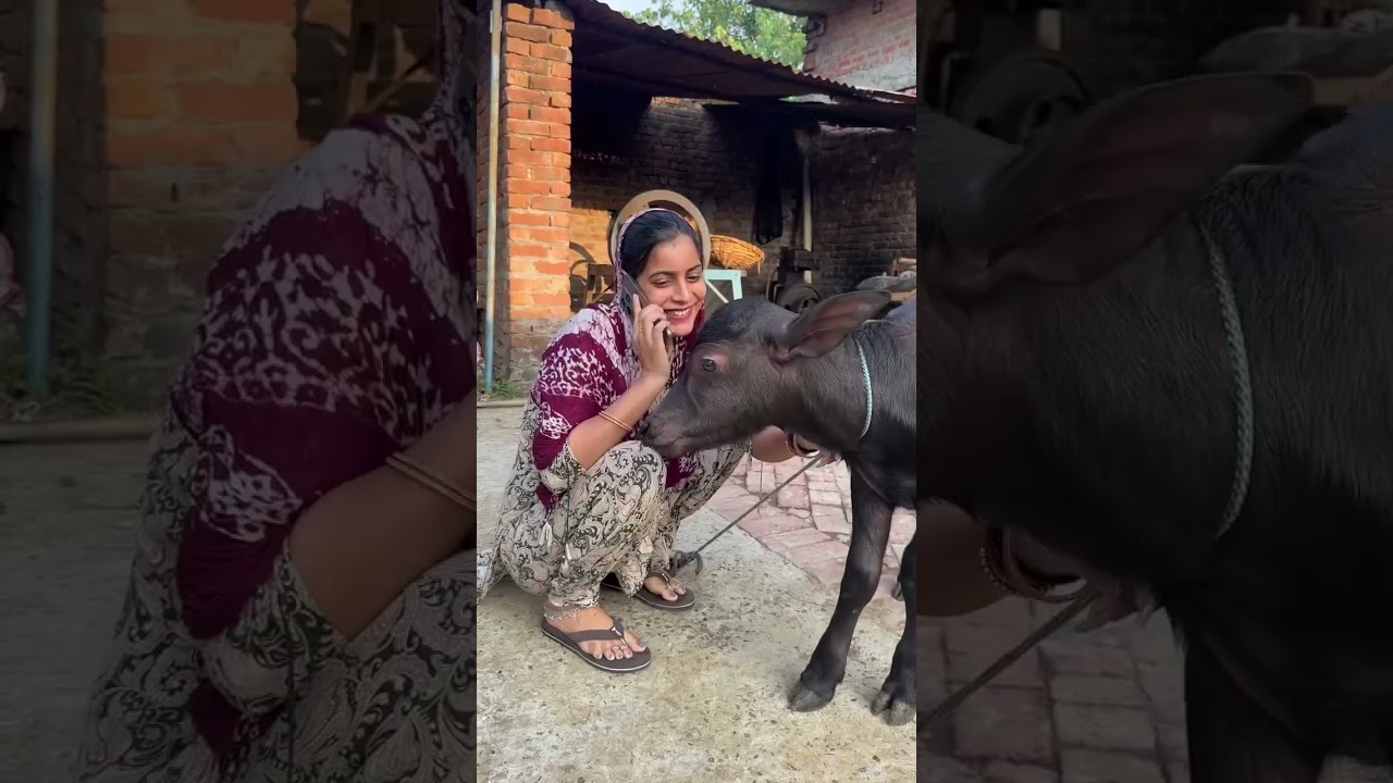 HaramKhorrrrrr प्रधान 🤣🤣👍 #comedy  #ashuraj #reelsvideo #reelsinstagram #couplereels # #comedyreels