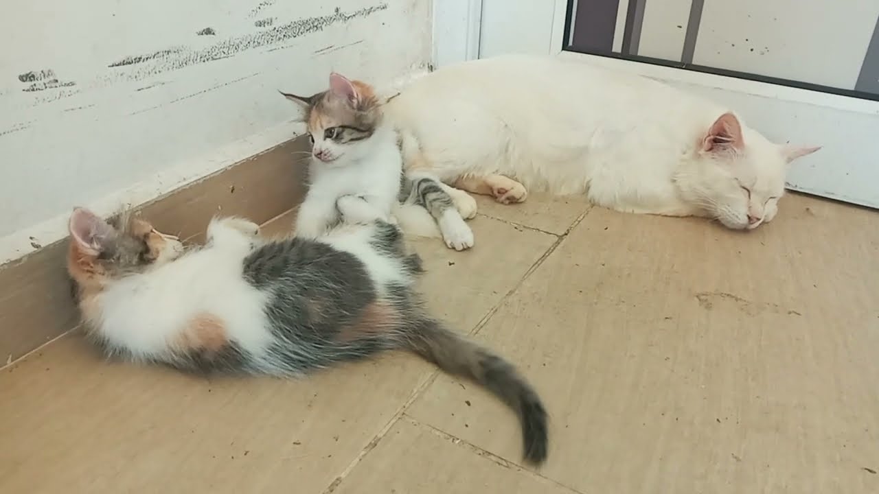 Cats & kittens are 844 & 753 & 679 & 596 & 495 & 478 & 430 & 354 & 239 & 201 & 101 & 261 &195 &93&59