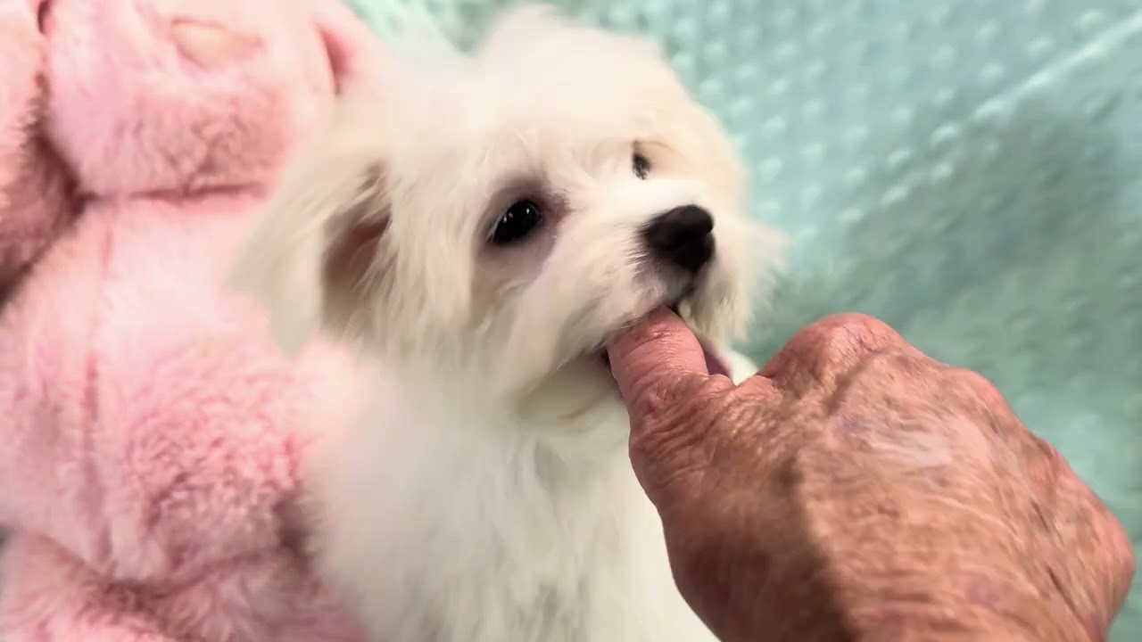 Zoe F Maltese video 2-27-26