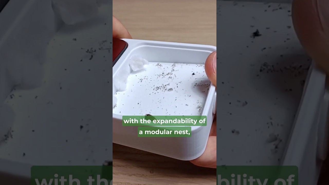 Quick WAKOOSHI VENUS NEST Review! 🐜