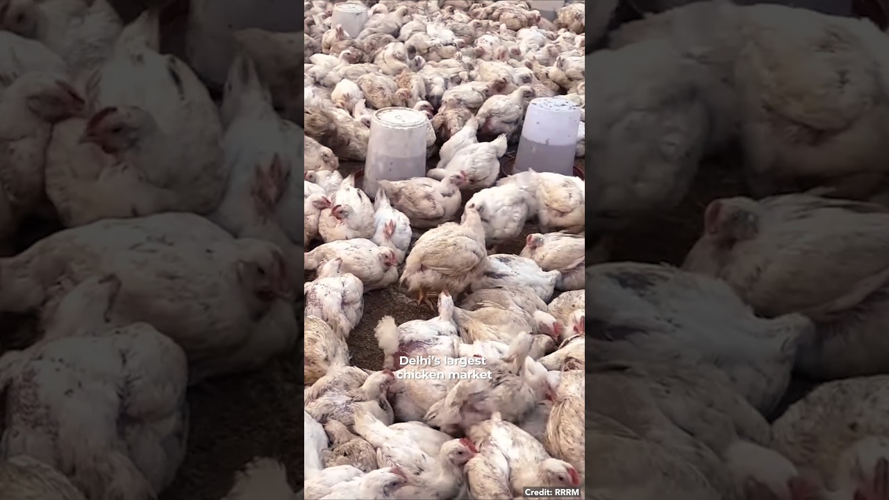 Delhi's largest chicken & fish market! 😲