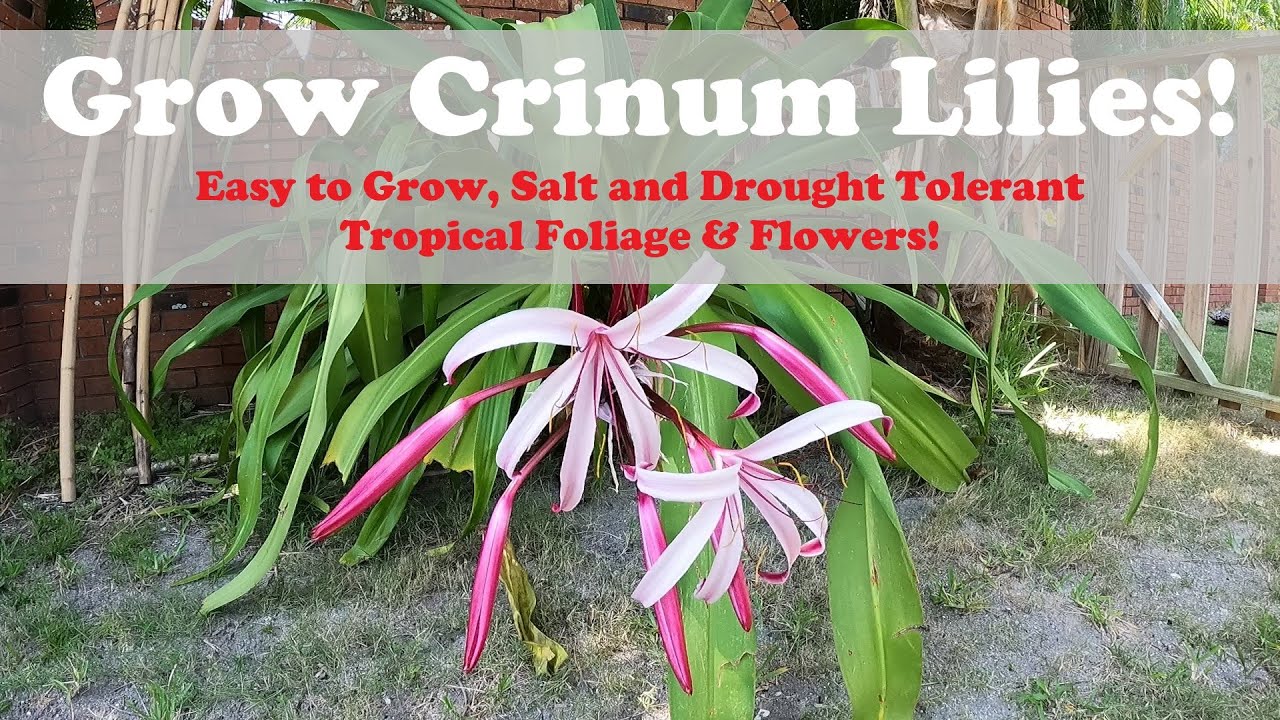 Giant Crinum Lily - You Should Grow Them!!!