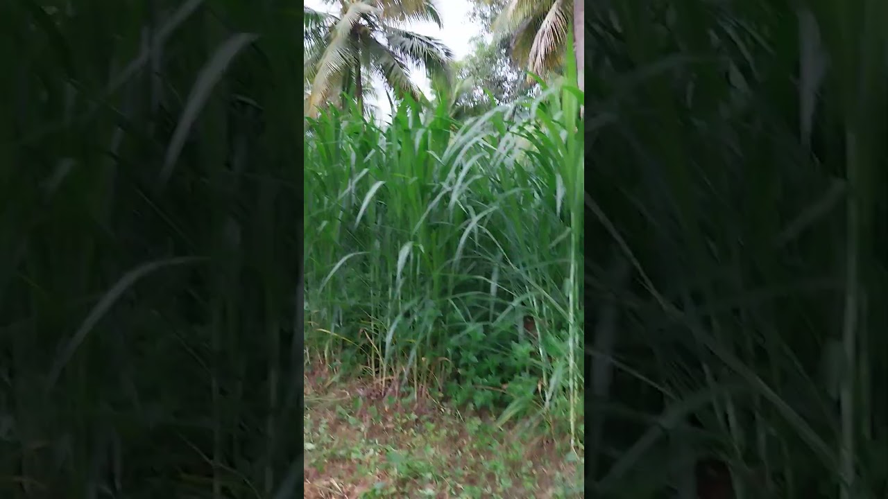 forage crops