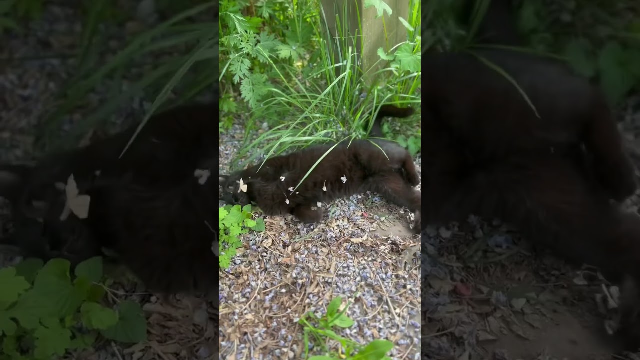 High Spring on the #homestead