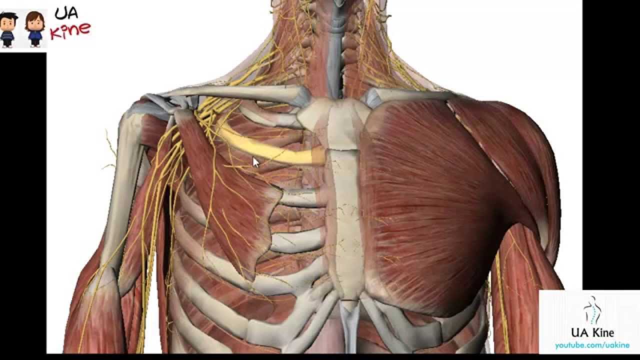 Anatomía Músculos Hombro , Origen Inserción, Inervación y Función